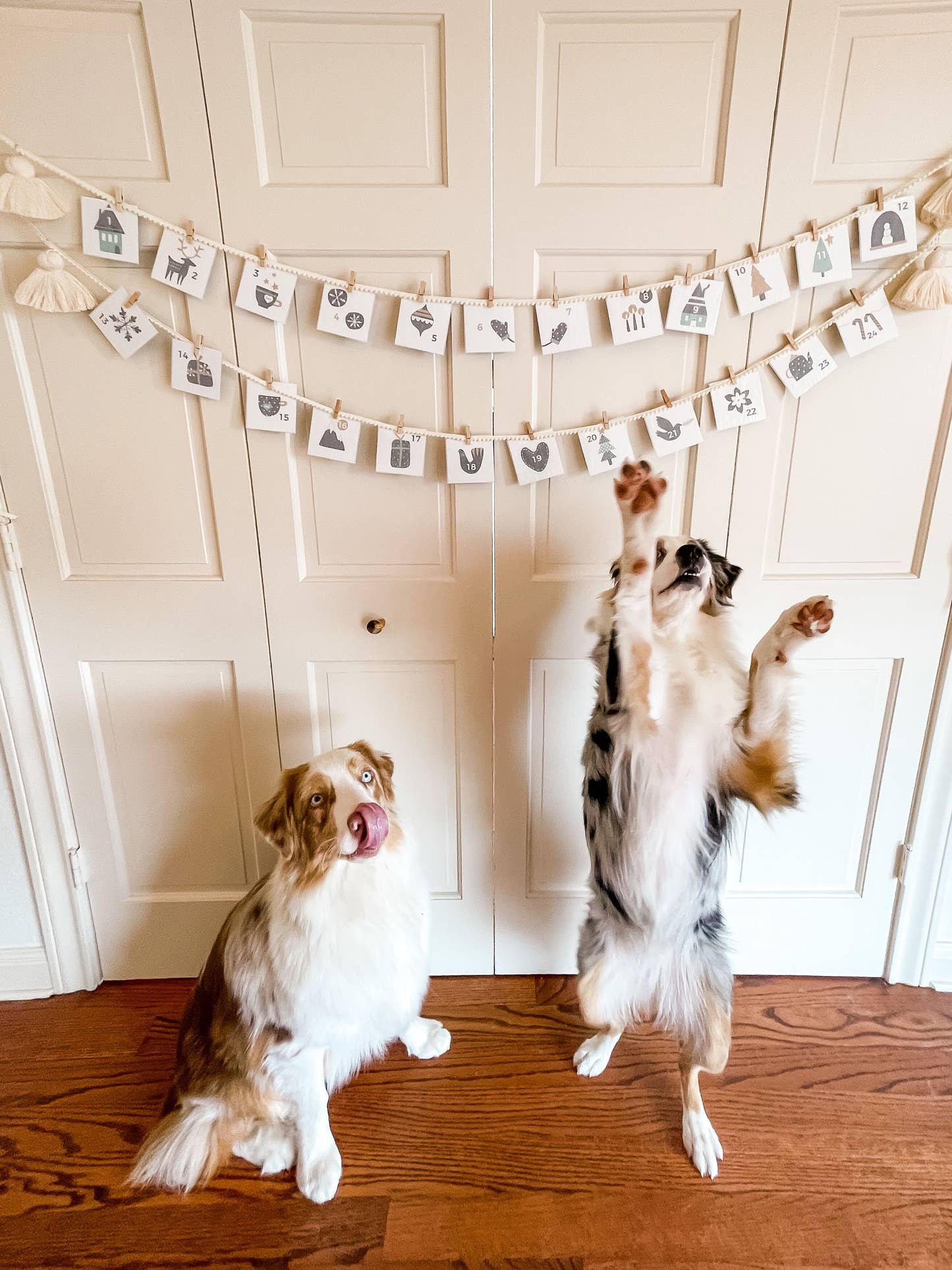 DIY 24-Day Tea Advent Calendar with two dogs
